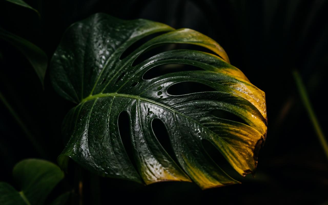 Planta Murcha no Calor? Regar demais Pode Matar - Entenda o Choque Radicular
